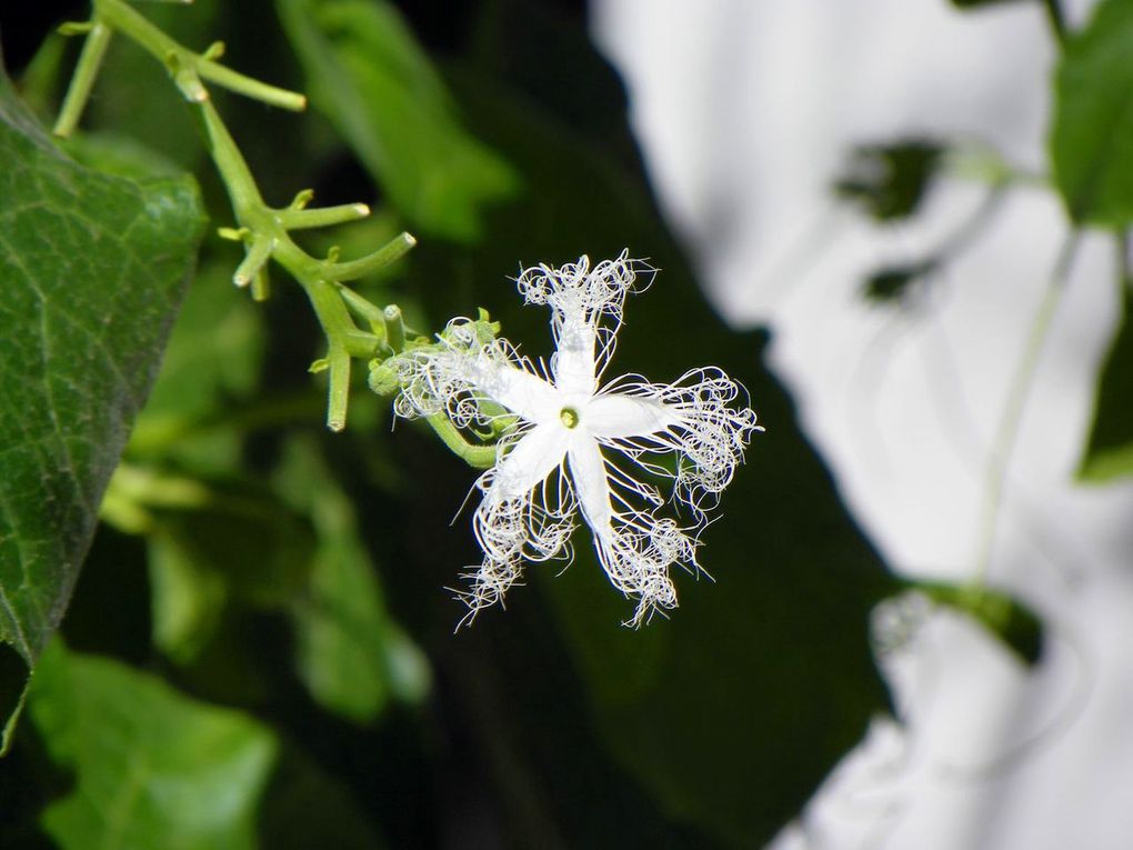 Mes archives de Thaïlande (14) - Fleurs du jour (23-29)