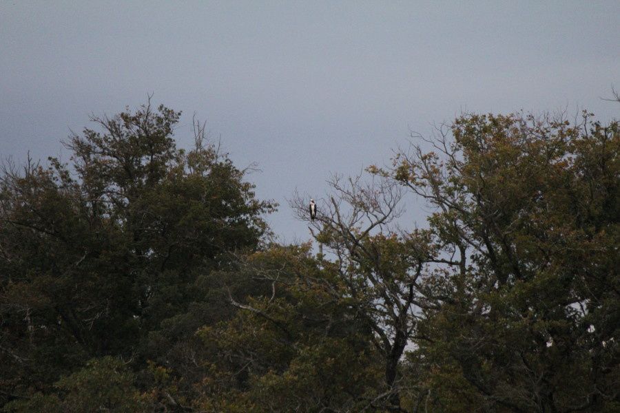 Balbuzard pécheur à Ondres et au marais d'Orx