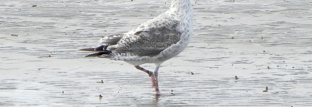 Oiseaux de mer