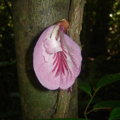une orchidée