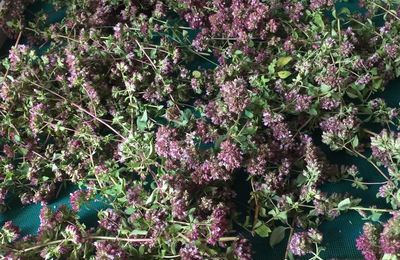 Chères, les plantes?...