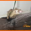 Bandit le furet