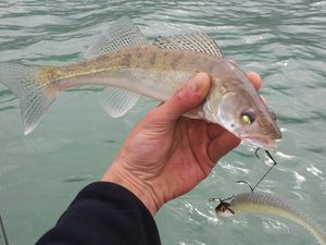 Petite sortie float tube en solitaire ce matin. 4h de peche, 2 petits sandres en raclant le fond tout doucement... Ca devrait bientot se reveiller, si l'eau se rechauffe (10 degres)