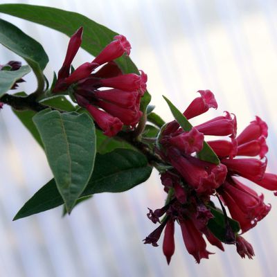 Cestrum purpureum