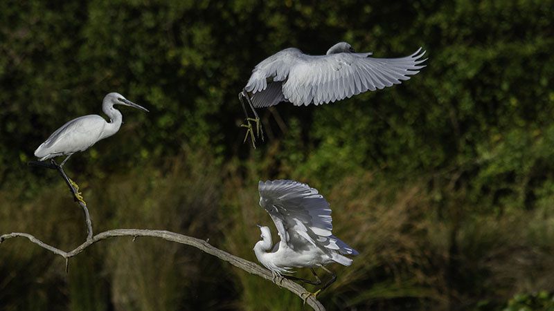 Se perdre oui, mais avant tout au sens figuré ! Quel bonheur de trouver un coin de nature pour s’évader et profiter des vacances autrement. Le long des sentiers,ou du Domaine de Fleury au Teich, c’est l’occasion d’observer les oiseaux sur terre ou dans les airs, ou des blondes d’Aquitaine qui elles ont toujours les pieds sur terre, et le museau dans l’herbe ! Aux Pres salés d'Arés-Lége, un autre écrin de nature, plus sauvage, avec même des airs de savane. Magique !