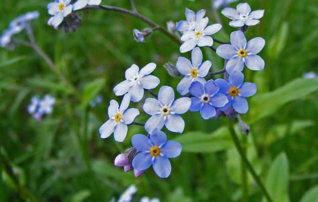 Nontiscordardimè, il fiore dei simboli e delle leggende