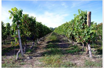 Dans les jardins de Bacchus