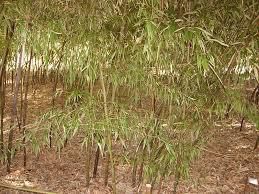 Petite histoire de bambou