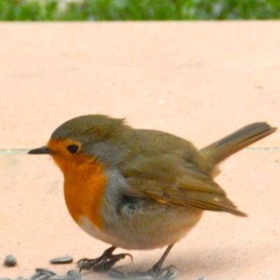 L'écume des saisons