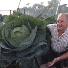 Ce fermier Gallois cultive des légumes géants et sans pesticides !