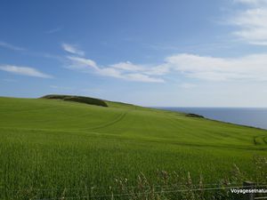 Oiseaux marins des côtes écossaises