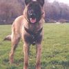 PHYTON berger malinois    76