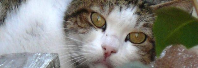 LES YEUX DU CHAT