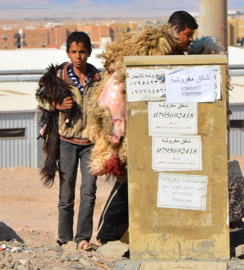 Album - WadiRum et Aqaba