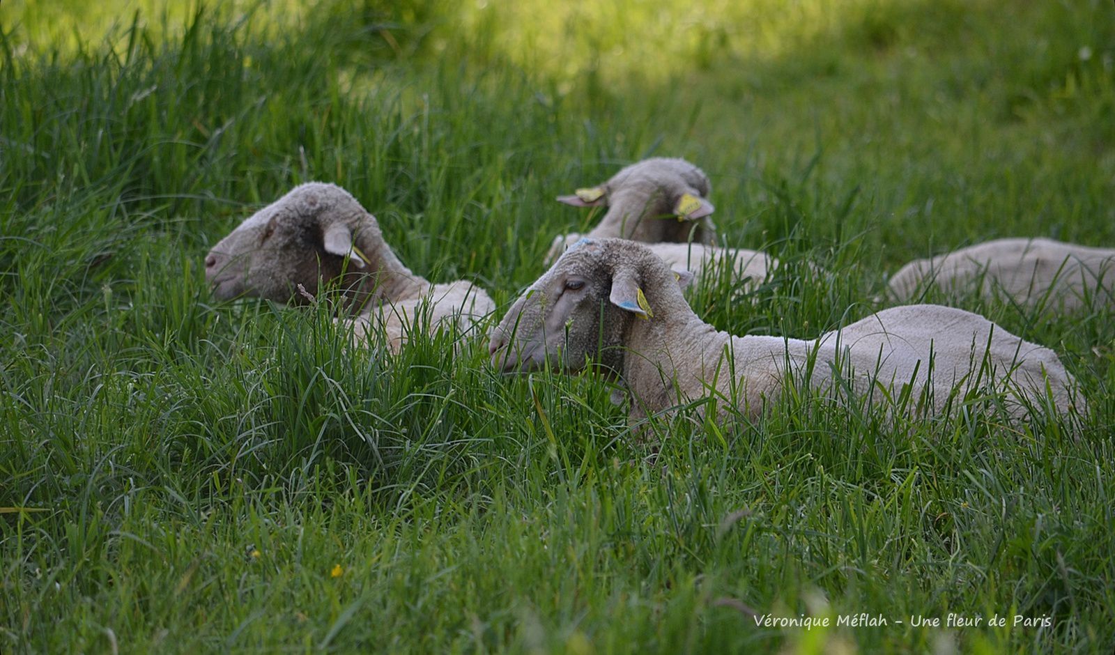 Rambouillet : Une histoire de moutons