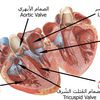 جهاز دوران الدّم