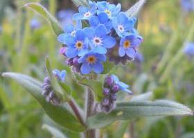 la folle au myosotis