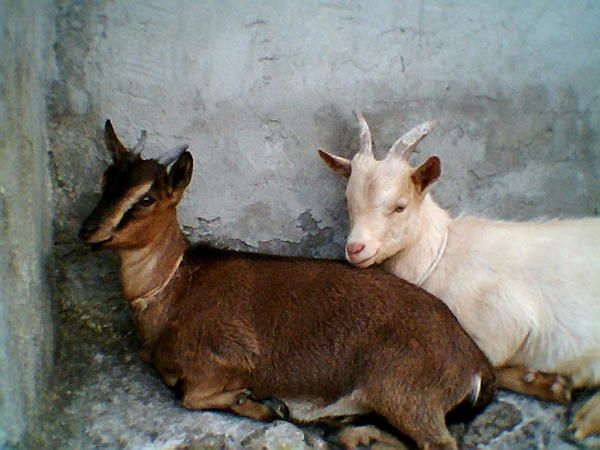 Voici des photos des animaux qui nous entourent, ils font partie de notre vie, pour le meilleur et pour le pire, et resteront dans notre coeur pour toujours... Et voici aussi la famille !