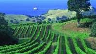 #Montepulciano Producers Auckland Region Vineyards New Zealand