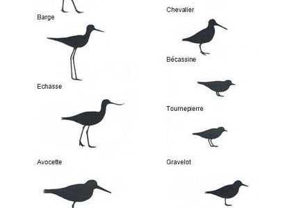 Les principales espèces d’oiseaux de la Baie de Somme