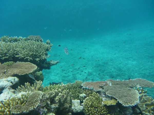 Album - Great Barrier Reef