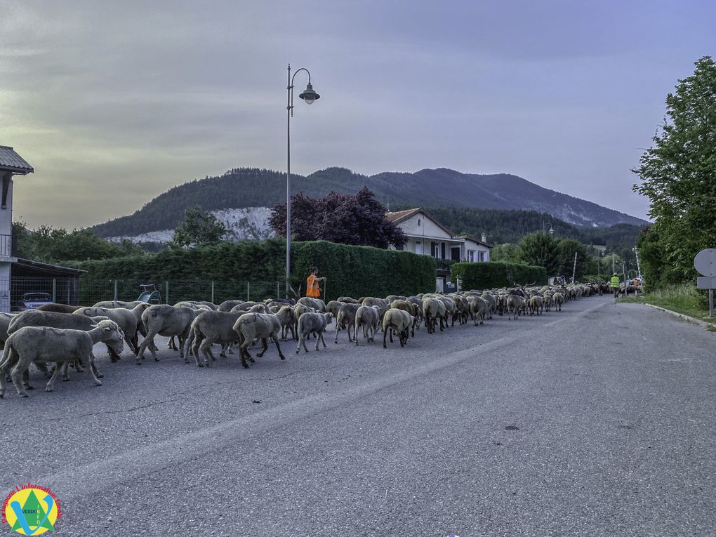 La Mure-Argens  :Passage du troupeau de Patricia Lopez