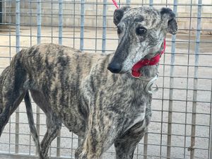 levrier d'espagne a adopter a l'association sos chiens galgos