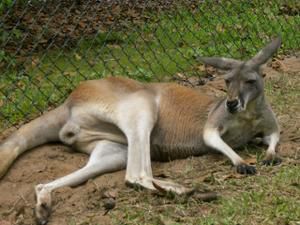 Hier die zweite Ladung an Bildern vom Australia Zoo sowie brandneu von der Lone Pine Koala Sanctuary - enjoy!!!!