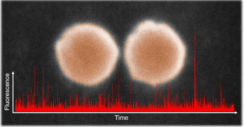 All-Dielectric Silicon Nanogap Antennas To Enhance the Fluorescence of Single Molecules