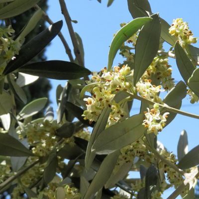 Les fruitiers, plantes comestibles et médicinales de mon jardin provençal
