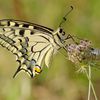 Machaon sur une carotte sauvage