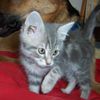 MARINETTE chatte tigrée grise née en avril 2010
