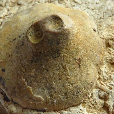 Colonisation post-mortem sur ammonite