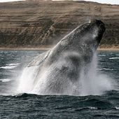 En vidéo : deux touristes sur le dos d'une baleine