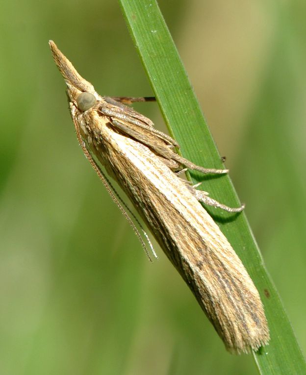 Album - Macro-Papillons