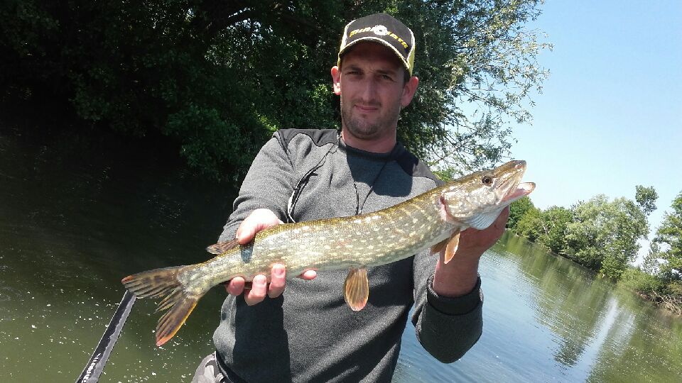 Benoit avec ses brochets TOUS calibrer entre 60 et 65