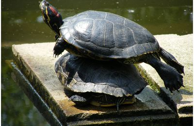 Animaux en folie