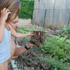 Au jardin / Les carottes