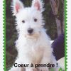 Insolite : Site de rencontre pour chiens et chats