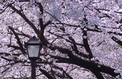 Le printemps c'est la saison de SAKURA