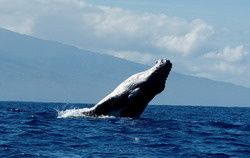LA SAISON DES BALEINES