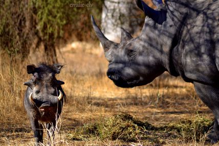 Dialogue d'un rhinocéros avec un phacochère sur la nécessité de mordre les touristes 