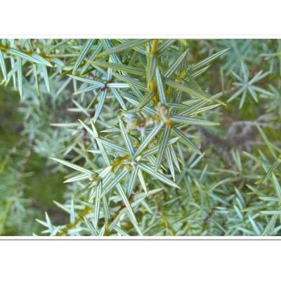 Cade et genévrier,quelle différence ?