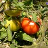 Belles tomates du potager... Audruicq, Septembre 2009