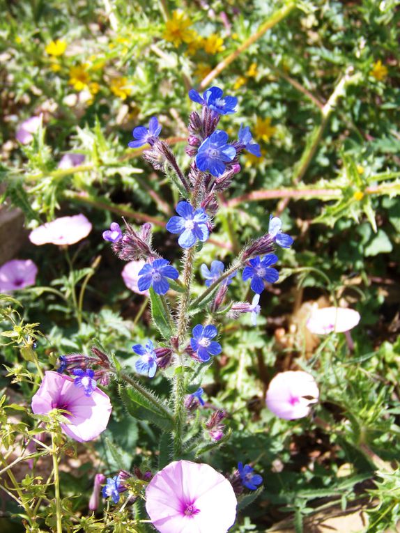 Mes photos prises lors de mes promenades dans ma ville ou ailleurs, fleurs des champs, roses, plantes, arbres... 