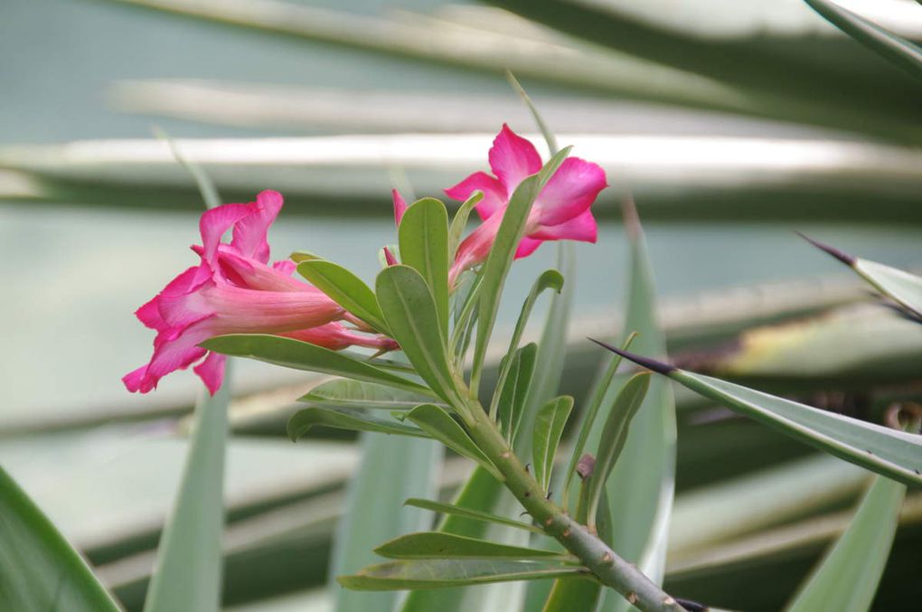 Le Parc Floral Coluche