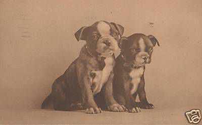 Album - Old-pics-Bulldogs-and-Staffies