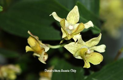 Dendrobium Aussie's Chip