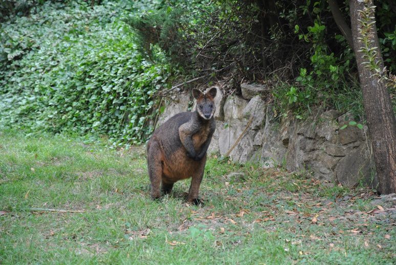 Album - Animaux-sauvages_Tiere-in-freier-Natur