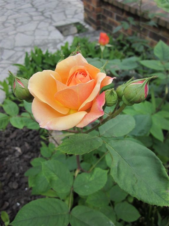 Images de fleurs que j'ai aimées